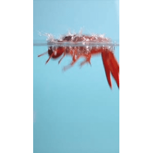 美食菜系做法796