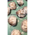 美食菜系做法2009