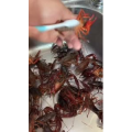 美食菜系做法3069