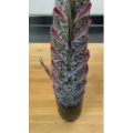 美食菜系做法3586
