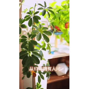 美食菜系做法4175