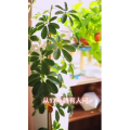 美食菜系做法4175