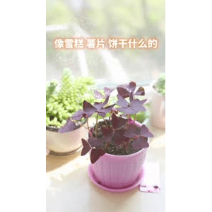 美食菜系做法4216