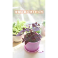 美食菜系做法4216