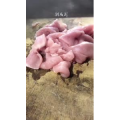 美食菜系做法4669