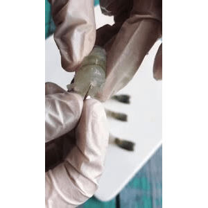 美食菜系做法4694