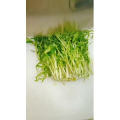 美食菜系做法5499