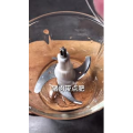 美食菜系做法5675
