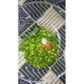 美食菜系做法6079