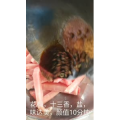 美食菜系做法8437