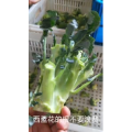 美食菜系做法8598