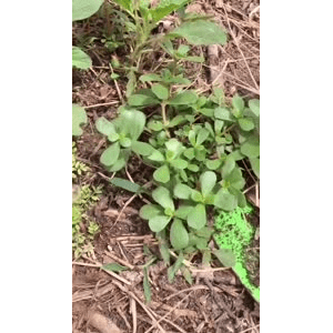 美食菜系做法10911