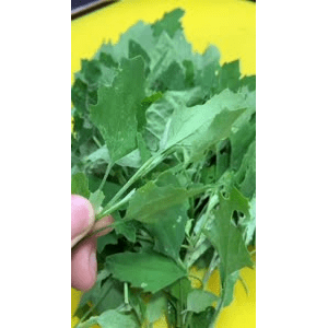 美食菜系做法12874