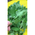 美食菜系做法12874