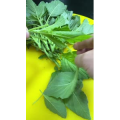 美食菜系做法13025