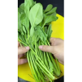 美食菜系做法13116