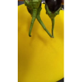 美食菜系做法13177