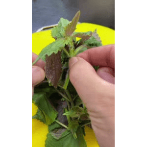 美食菜系做法13213