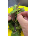 美食菜系做法13213