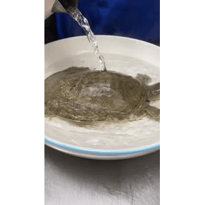美食菜系做法13486