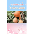 健康养生283