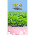 健康养生334