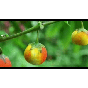 健康养生998