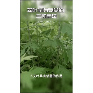 健康养生1455