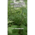 健康养生1455