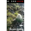 健康养生2919