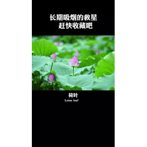 健康养生2932