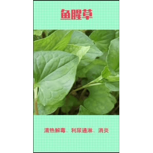 健康养生3961