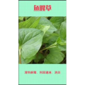 健康养生3961
