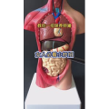 健康养生4474