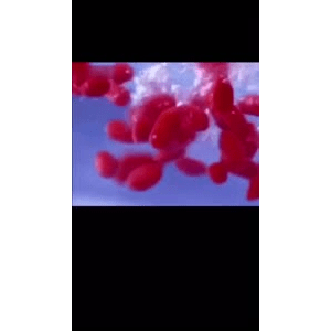 健康养生5337