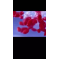 健康养生5337