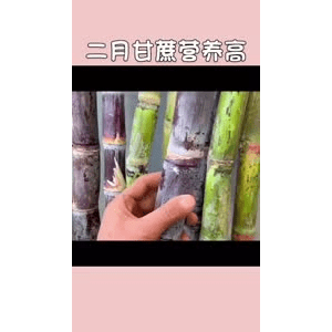 健康养生5493