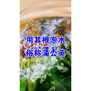 健康养生5593