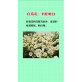 健康养生5828
