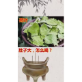 健康养生6169