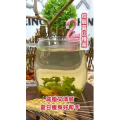 健康养生6208
