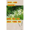 健康养生6256