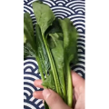 美食菜系做法13598