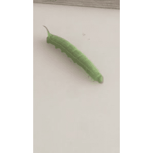美食菜系做法13638