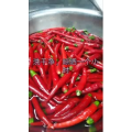 美食菜系做法13650