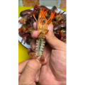 美食菜系做法14001