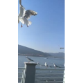 美食菜系做法14285