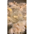 美食菜系做法14346