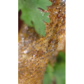 美食菜系做法14608