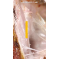 美食菜系做法14634